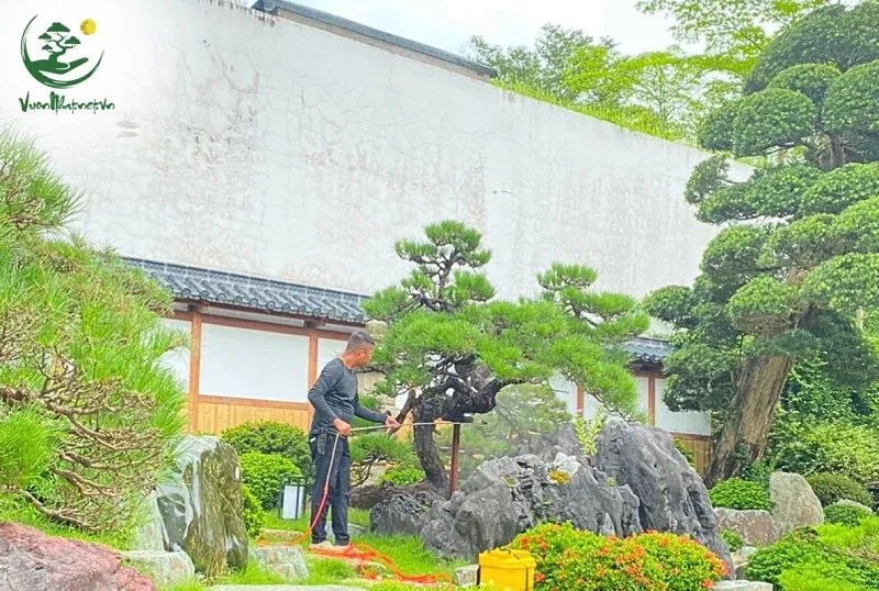 Uốn cành bằng gông chuẩn xác, an toàn nhưng tốn kém, chuyên dụng