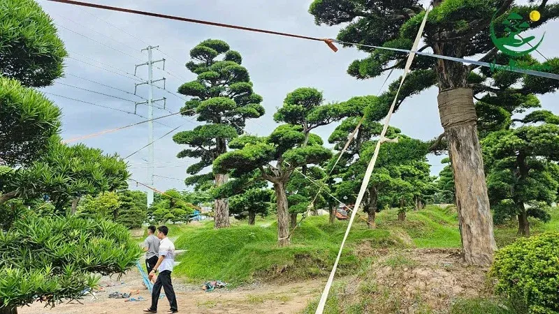 Thế trực quân tử: thân thẳng, cành số 1 ngang, cân đối, uy nghi