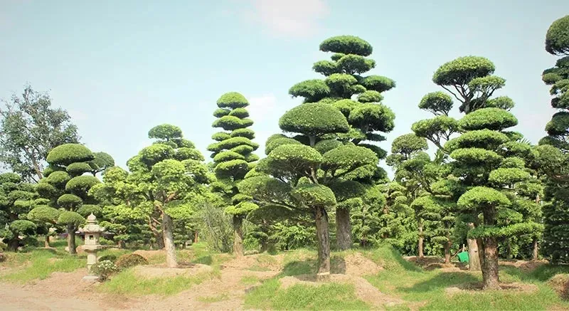 Thế huyền: cành chính rủ xuống chậu, gợi dáng cổ thụ vách núi