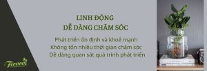 ƯU ĐIỂM VƯỢT TRỘI KHI TRỒNG CÂY THỦY SINH
