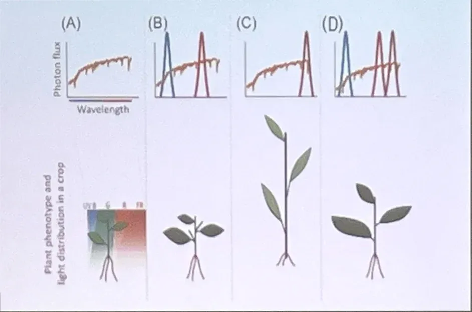 Minh họa vai trò của ánh sáng đơn sắc
