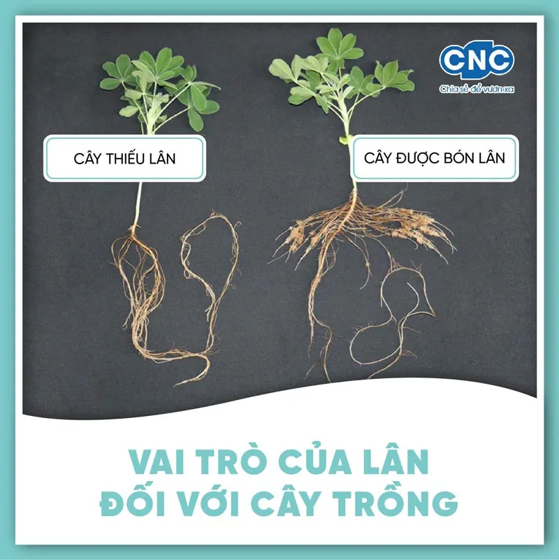 Ứng dụng phân vi sinh trong canh tác hiện đại