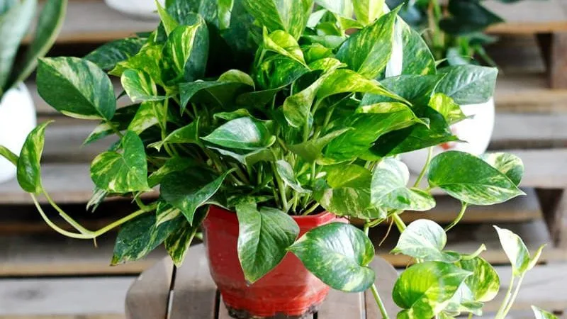 Vạn niên thanh được xem là biểu tượng cho sự cát tường.