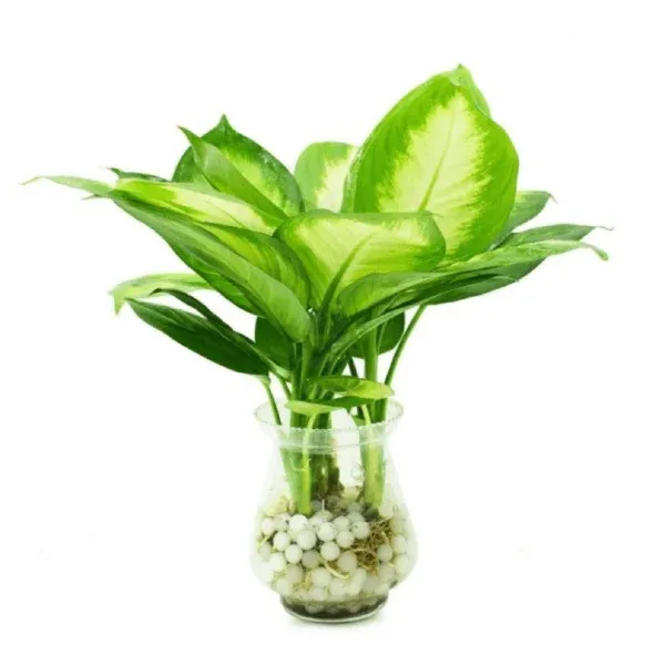 Cây vạn niên thanh lá to khỏe mạnh trong chậu