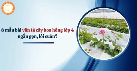 Hình ảnh minh họa cho bài văn tả cây hoa hồng lớp 4 giúp học sinh dễ hình dung