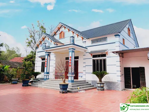 Vạn tuế - Cây trồng trước cửa nhà chịu hạn tốt