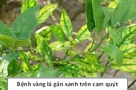 Lá bưởi bị vàng lá gân xanh