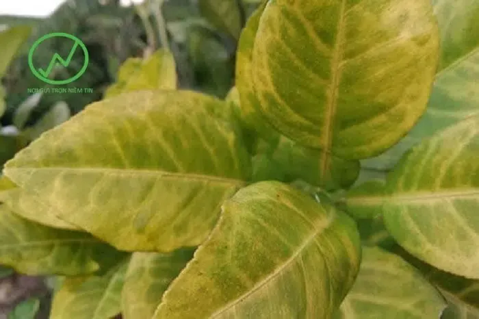 Biểu hiện cây trồng bị vàng lá