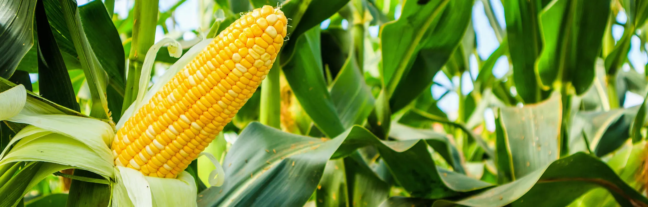 Quá trình hình thành và phát triển của Công ty Cổ phần Phân bón Miền Nam