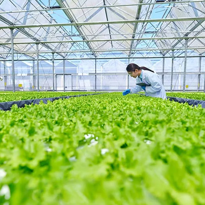 Mẫu mã bao bì dòng NPK cao cấp của Phân Bón Miền Nam