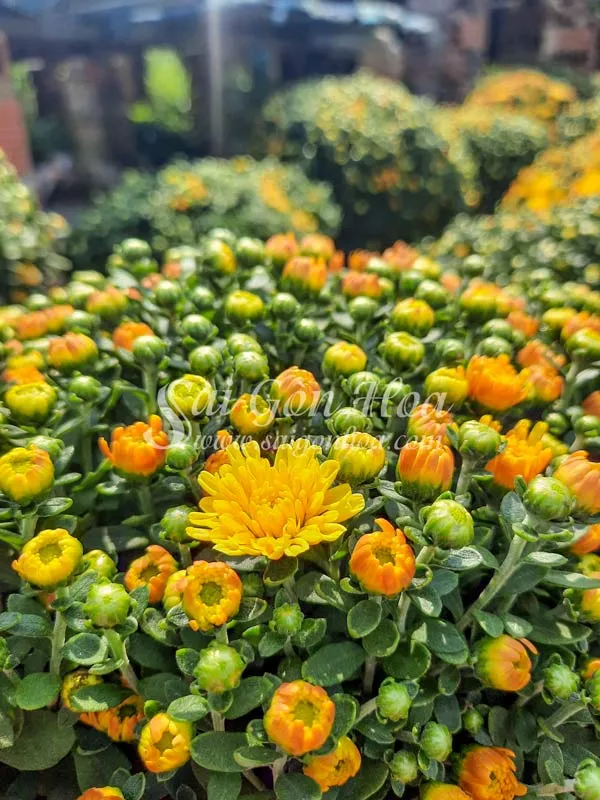 Chọn cây cúc mâm xôi có nụ ở nhiều giai đoạn