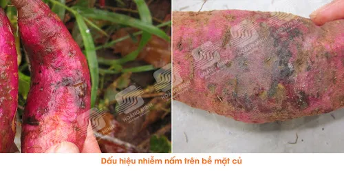 Vết bệnh đen xuất hiện bên hông củ khoai lang do Fusarium