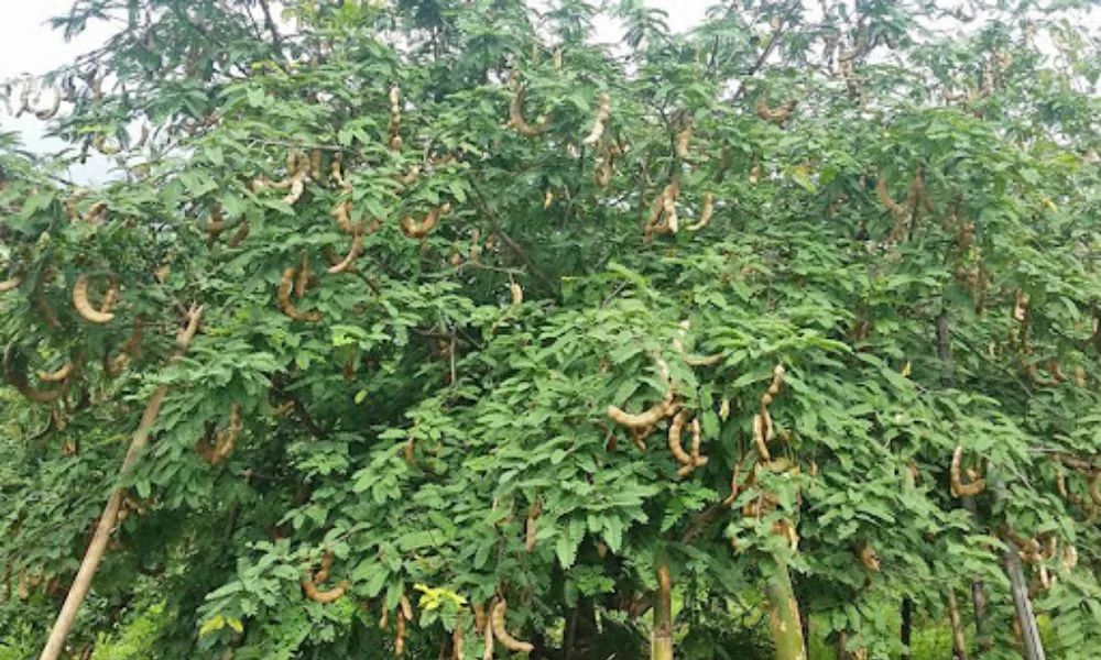 Kỹ thuật chọn đất trồng me giúp cây phát triển khỏe mạnh và cho năng suất cao