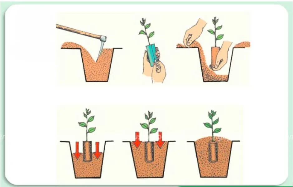 Sơ đồ các bước trồng và xử lý cây me ban đầu để tạo dáng bonsai nghệ thuật