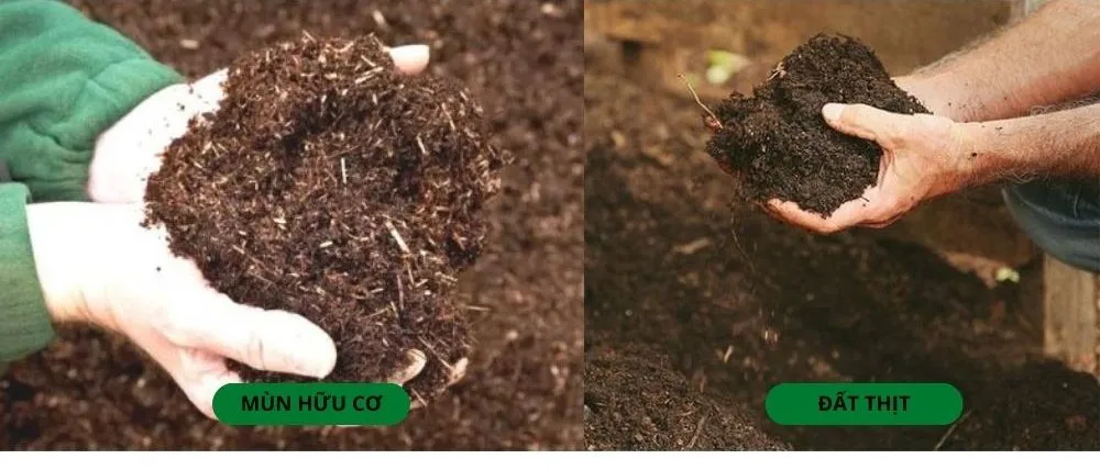 Hình ảnh đất thịt và mùn hữu cơ