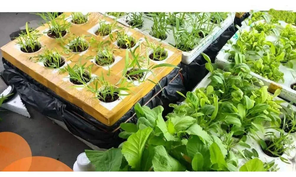 Cách làm đất trồng rau thùng xốp