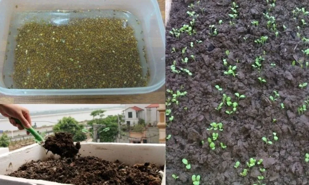 Chăm sóc rau trồng trong thùng xốp