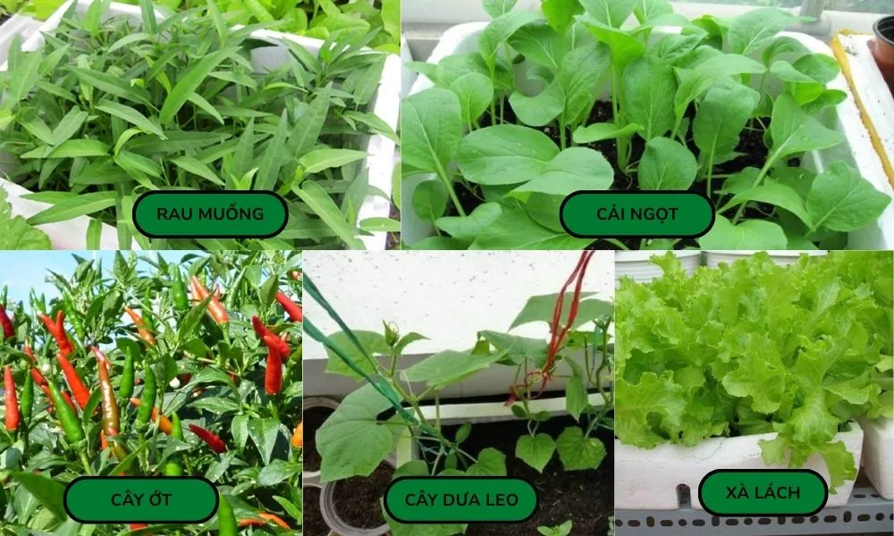 Các loại cây dễ trồng trong thùng xốp