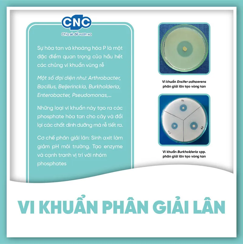 Vi khuẩn phân giải lân