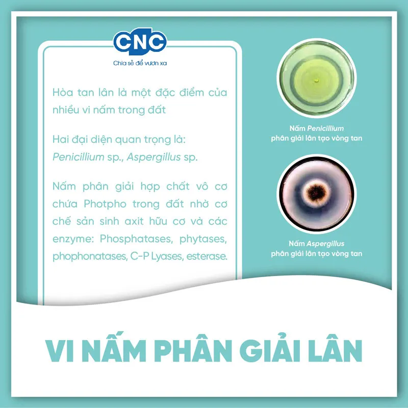 Vi nấm phân giải lân