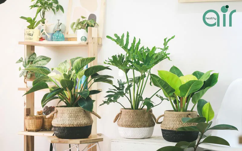 Vì sao nên trồng thật nhiều cây xanh ở khu vực bạn sinh sống?