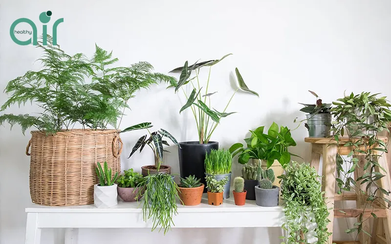 Vì sao nên trồng thật nhiều cây xanh ở khu vực bạn sinh sống?