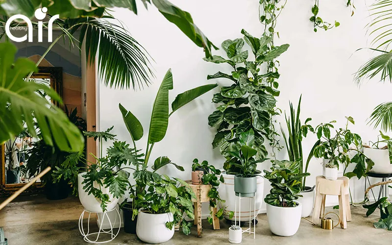 Vì sao nên trồng thật nhiều cây xanh ở khu vực bạn sinh sống?