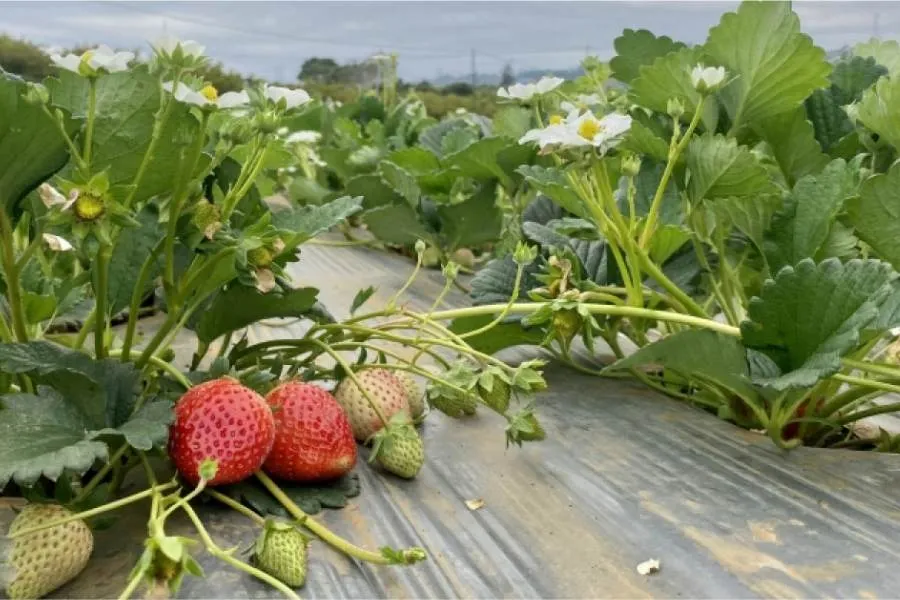 Đặt cây dâu tây ở nơi có ánh sáng gián tiếp, thoáng mát.