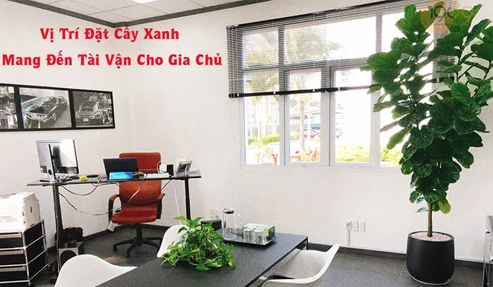Vị Trí Nên Đặt Cây Xanh Trong Nhà Mang Đến Tài Vận Cho Gia Chủ
