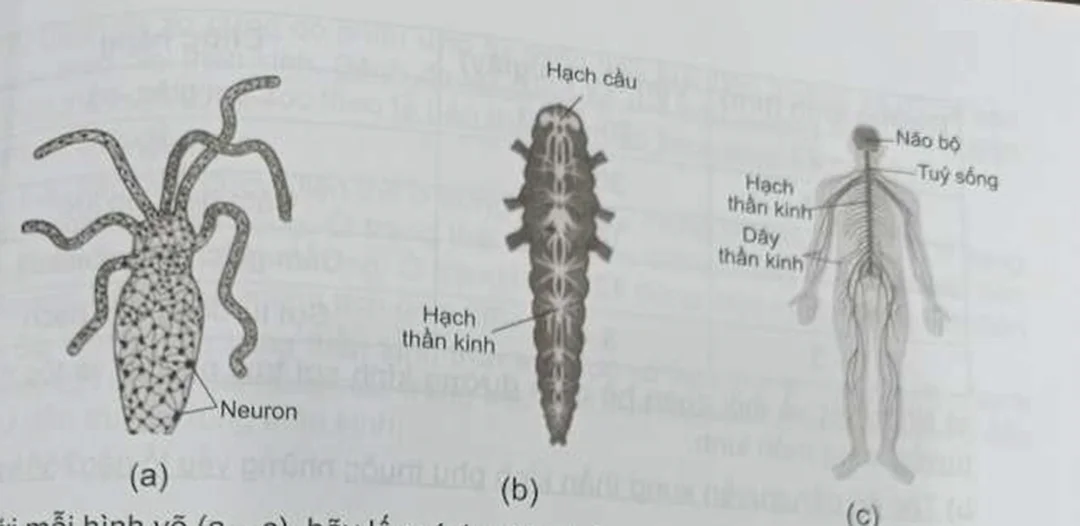 Video hệ thần kinh côn trùng và cơ chế xung thần kinh