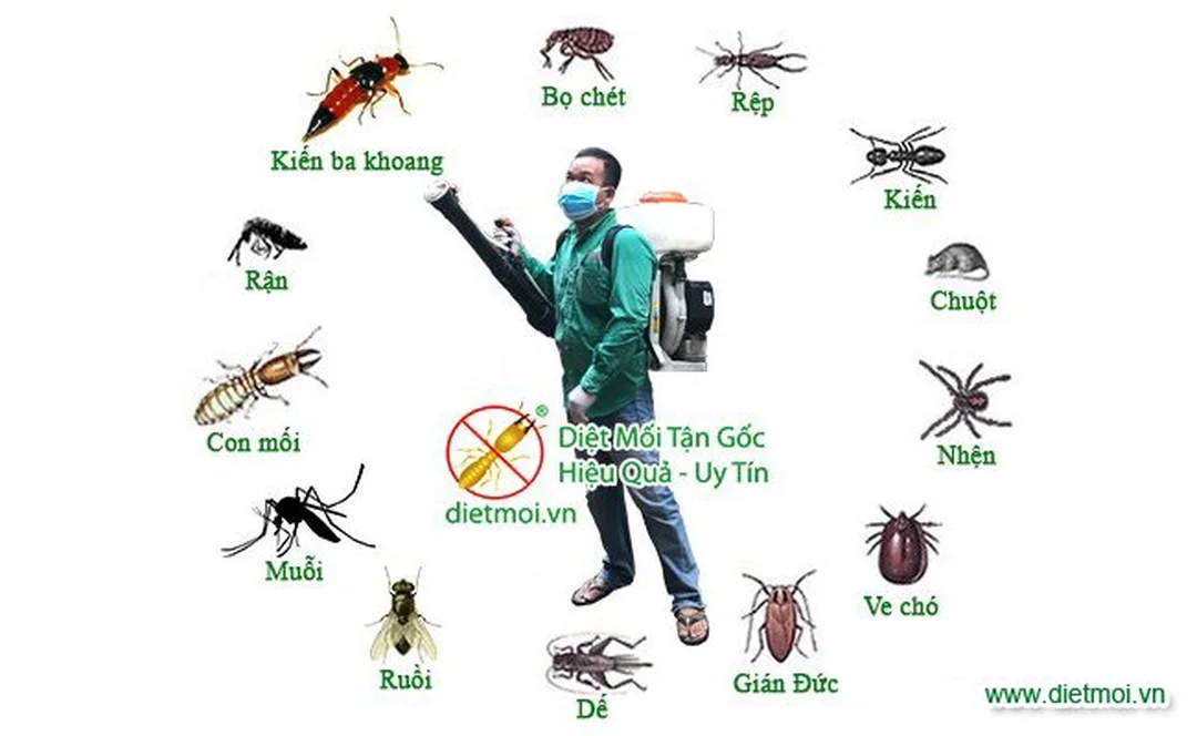 Video phun thuốc muỗi và diệt côn trùng tại Quảng Ninh