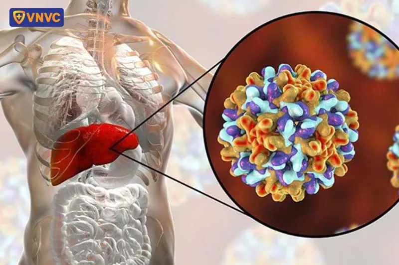 Cấu trúc virus vi gan B lây qua đường máu, nhắc nhở tầm quan trọng của việc diệt muỗi Anopheles trong phát hiện bệnh nhân