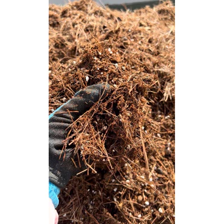 Cây Bonsai Để Trong Nhà Hay Ngoài Trời? Cẩm Nang Toàn Diện Từ Ficoco