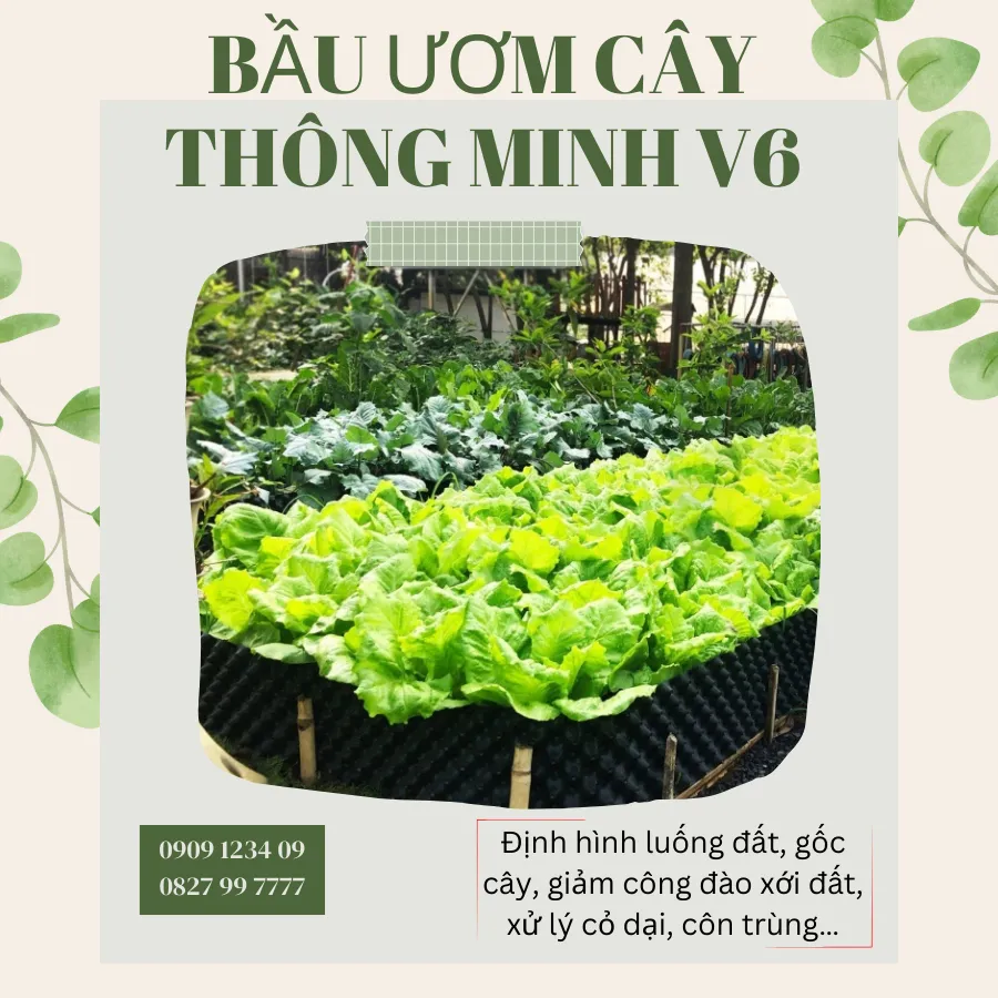Ứng dụng bầu ươm cho các loại cây ăn trái và cây cảnh lớn tại vườn