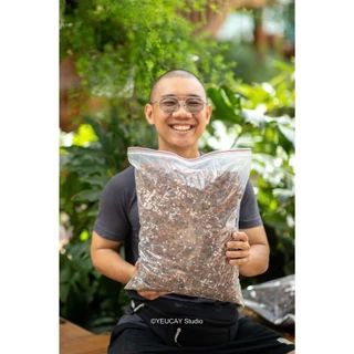 Cây Bonsai Để Trong Nhà Hay Ngoài Trời? Cẩm Nang Toàn Diện Từ Ficoco