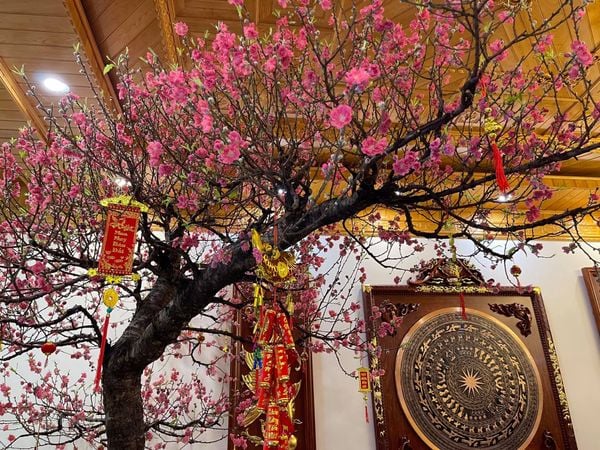 Trồng Cây Đào Trước Nhà Có Tốt Không? Ý Nghĩa Phong Thủy & Cách Chăm Sóc Chuẩn