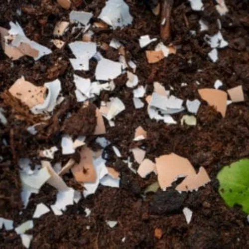 Vỏ trứng gà được xay nhuyễn để chuẩn bị bón cho cây hoa hồng