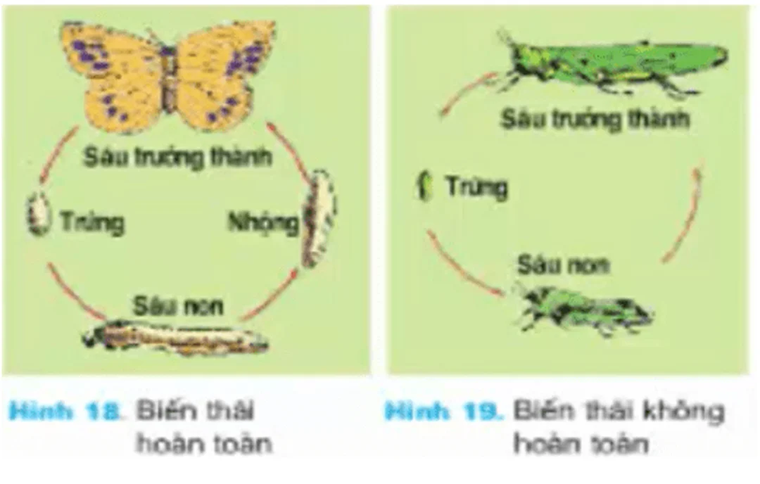Vòng đời côn trùng biến thái hoàn toàn vòng đời côn trùng biến thái hoàn toàn