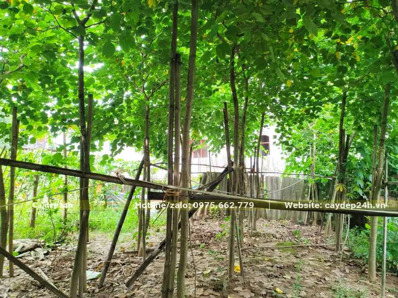 Dựng khung buộc cây Móng Bò Tím dâm ủ đảm bảo cây không bị đổ gãy khi gió bão