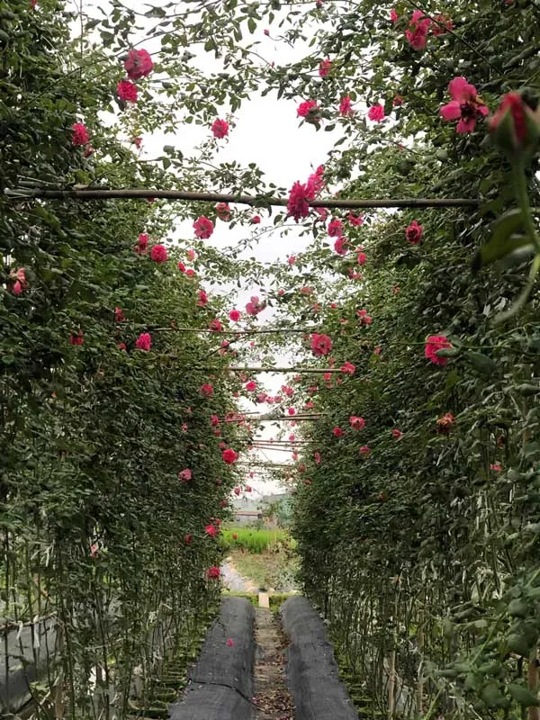 Vuon Hoa Hong Leo Dep