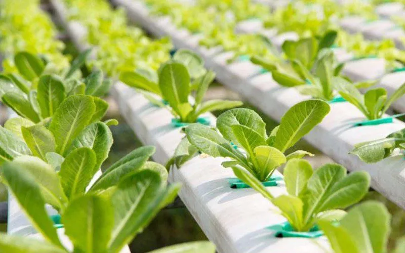Trang trại rau sạch Đà Lạt Huyền Vũ ứng dụng công nghệ thủy canh hiện đại