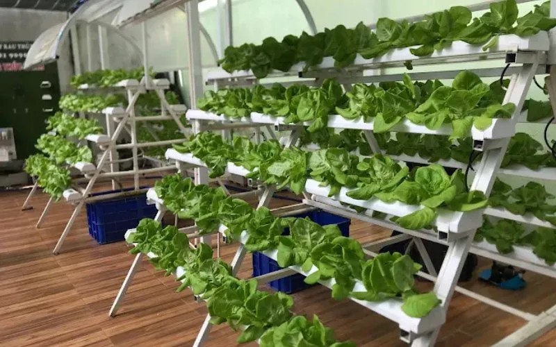 Hoạt động thu hoạch rau tại trang trại rau sạch Đà Lạt có quy mô 200 hecta