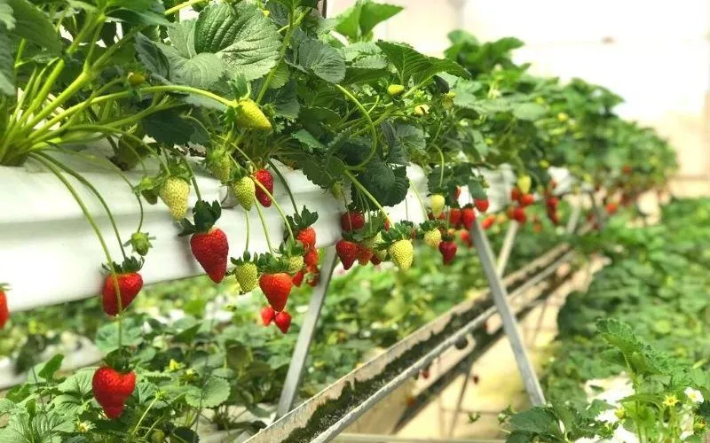 Khách du lịch tham quan trang trại rau sạch Đà Lạt và dâu tây Chú Tín