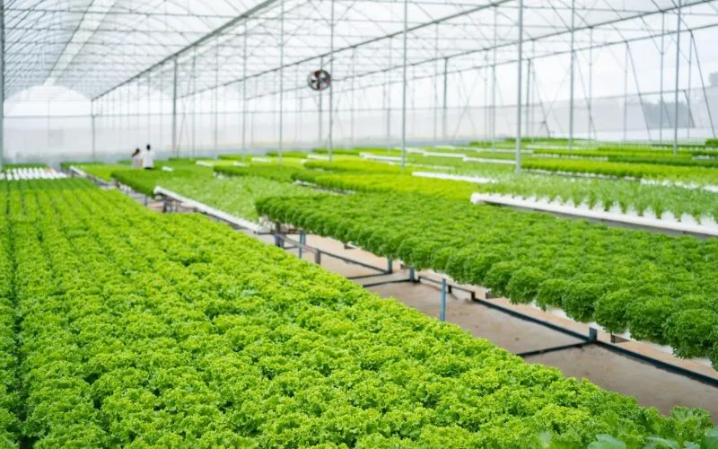 Mô hình nhà kính hiện đại tại trang trại rau sạch Đà Lạt Jolly Farm