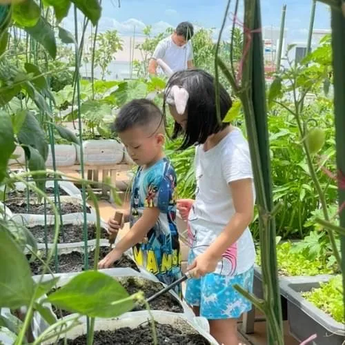 Vườn rau xanh mướt được trồng trên khu vực sân thượng nhờ nền đất trộn chuẩn