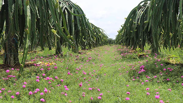 vườn thanh long sử dụng phân bón hữu cơ ong biển