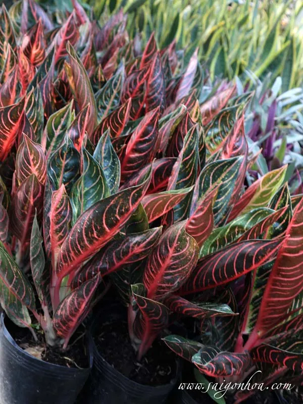 Cây Bao Thanh Thiên