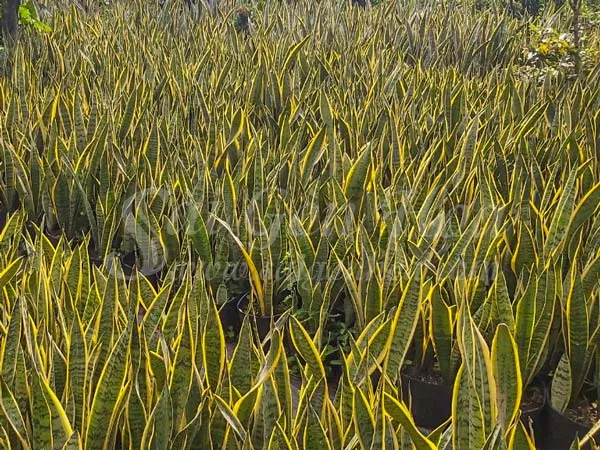 Vườn lưỡi hổ