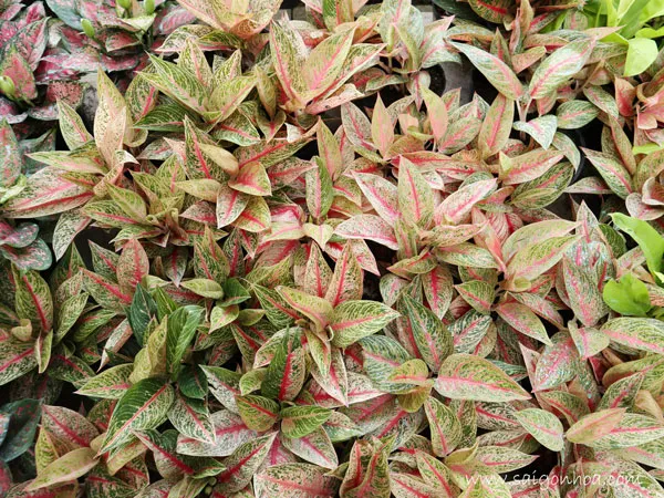 Vườn Thịnh Vượng