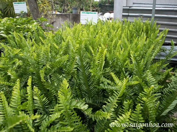 Vườn ươm dương xỉ